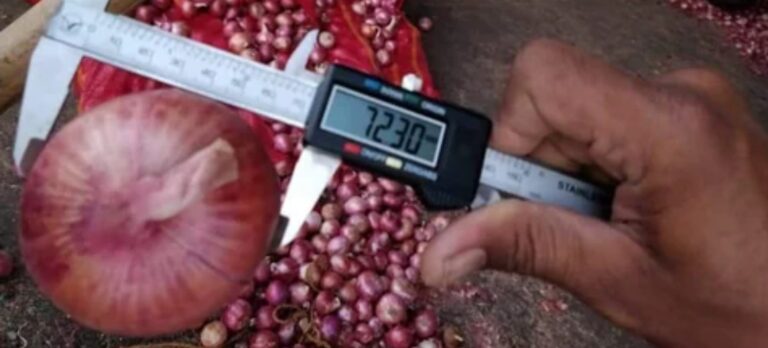 onion_3